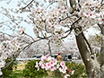 お花見バスハイク