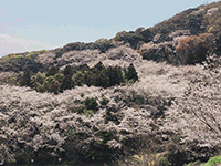 お花見バスハイク
